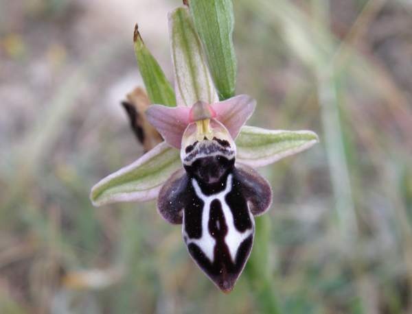 Cretan Ophrys