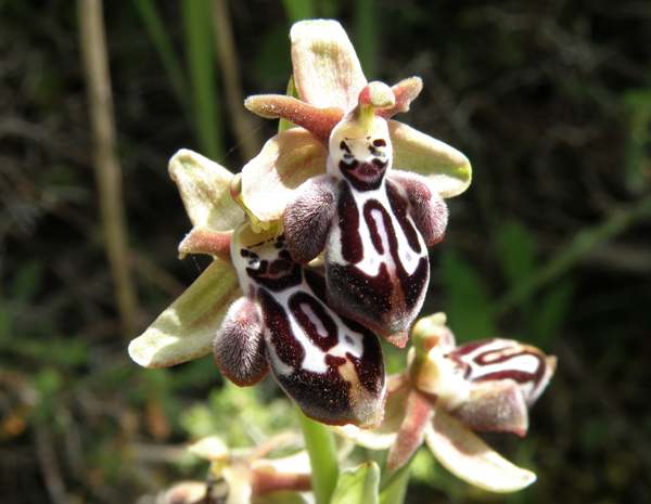 A close-up picture of Ophrys cretica