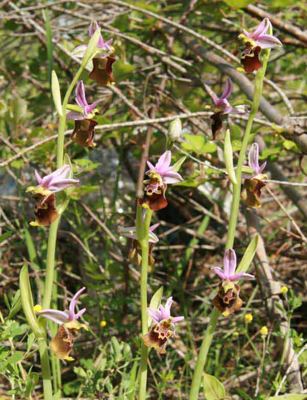 Late Spider-orchid flowering in Italy