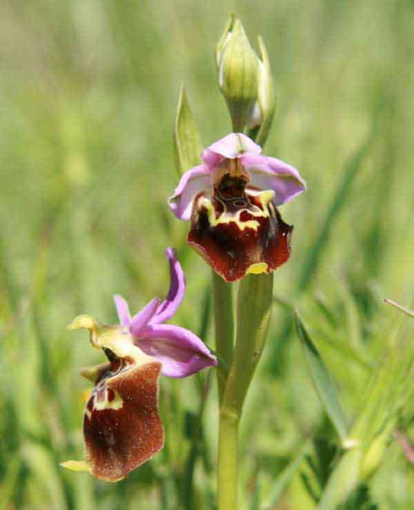 Closeup of flowers of the Late Spider-orchid