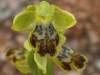 Sombre Bee Orchid - Yellow Bee-orchid hybrid