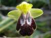 Ophrys fusca, Sombre Bee-orchid