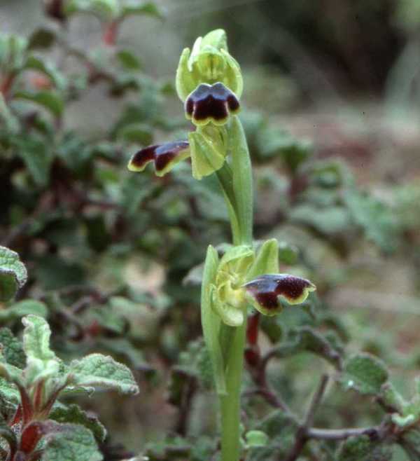 The vairable lip of Ophrys fusca