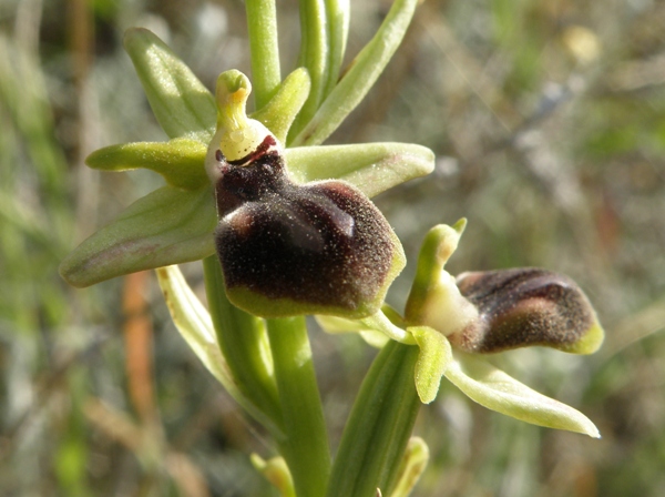 Ophrys gortynia flower
