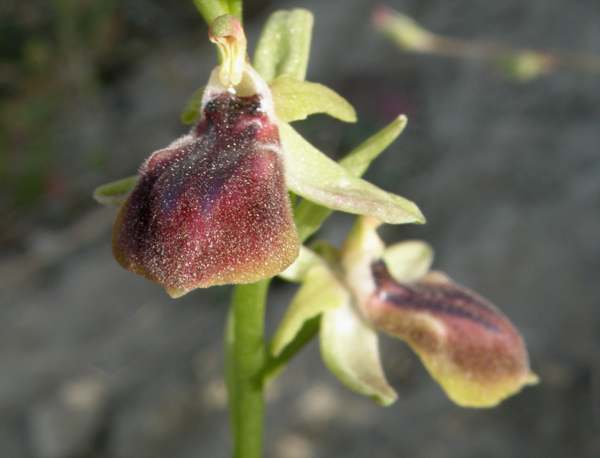 Another form of Ophrys gortynia