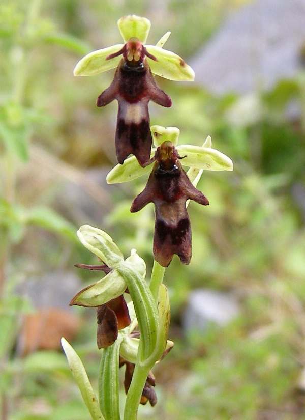 Fly Orchids at Cors Bodeilio