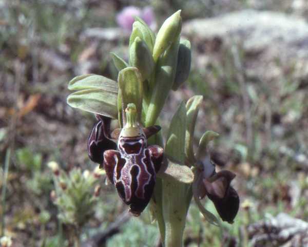Cyprus Bee Orchid