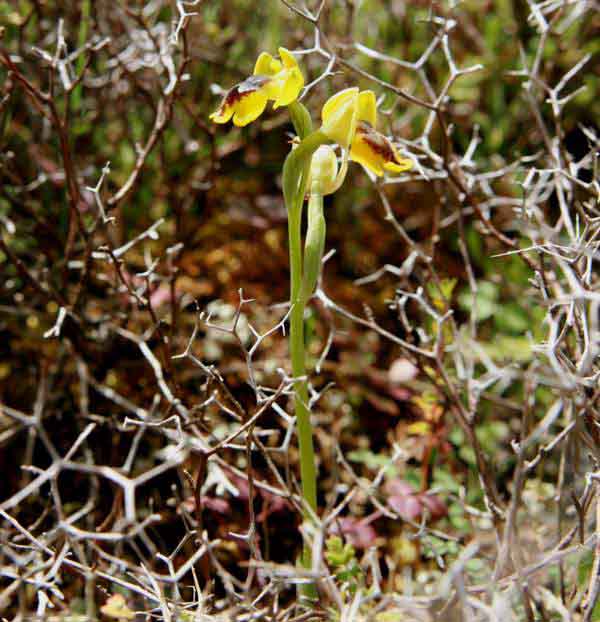 Ophrys lutea subsp. galilaea