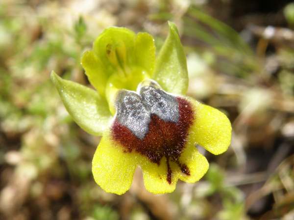 Closeup of flowers, Ophrys lutea subsp. galilaea
