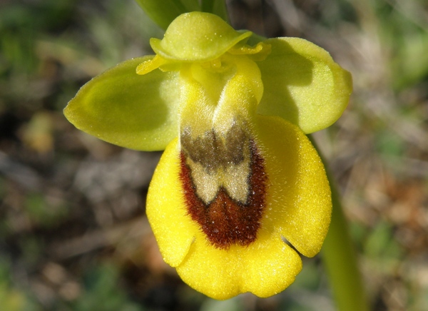 Ophrys lutea - Yellow Ophrys