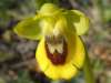 Yellow Bee Orchid, Ophrys lutea
