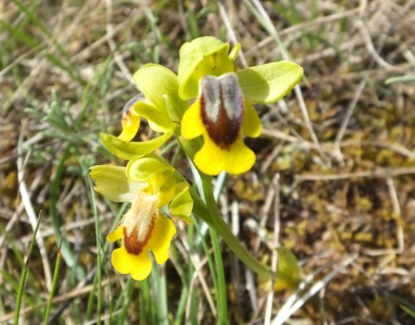 Ophrys lutea in southern France