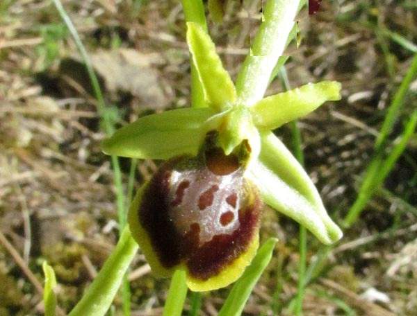 Ophrys passionis close up