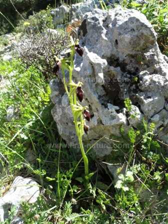 Ophrys promontorii plant