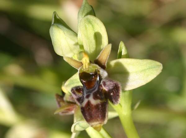 Ophrys scolopax - Woodcock Orchid