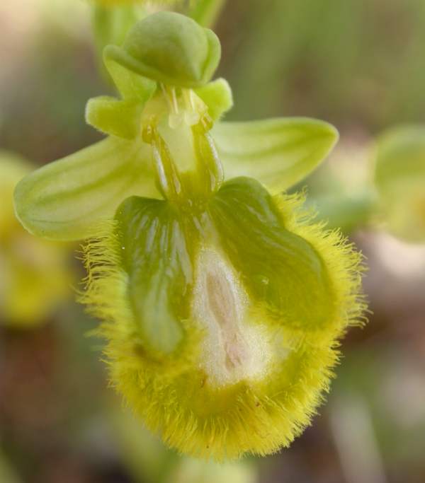 A hypochromatic form of Ophrys speculum