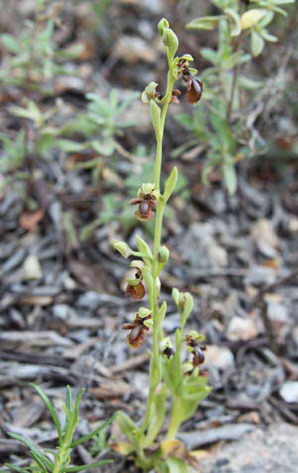 Ophrys speculum ssp. lusitanica whole plant