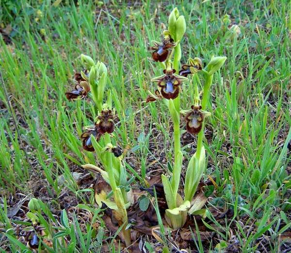 Ophrys speculum - Mirror Orchid