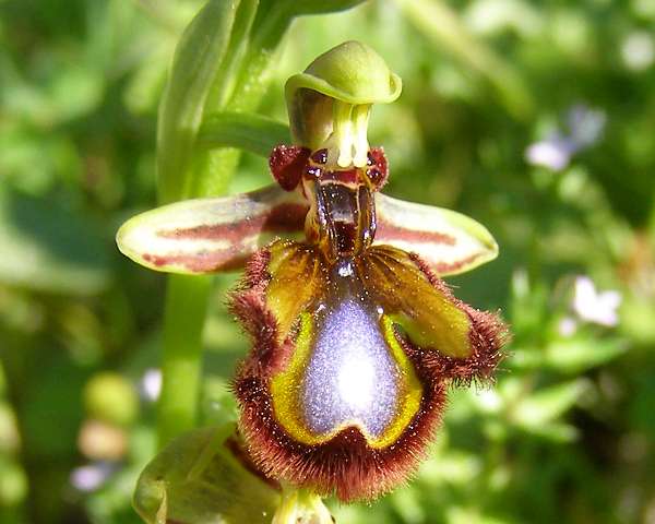 Closeup of Ophrys speculum - Mirror Orchid