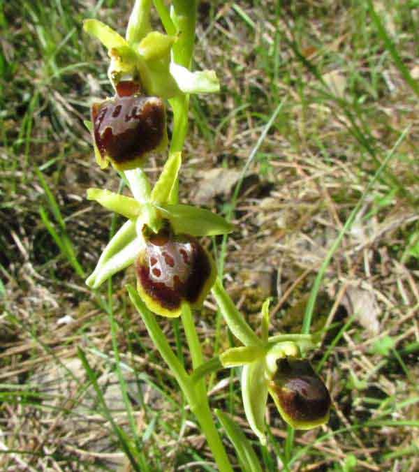 Ophrys araneola plant