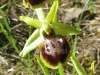 Ophrys sphegodes subsp. araneola 