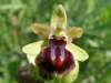 Dark Ophrys, Ophrys sphegodes var. passionis