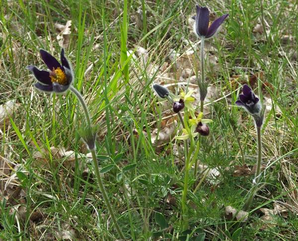 Early Spider-orchid in southern France