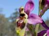 Sawfly Orchid, Ophrys tenthredinifera