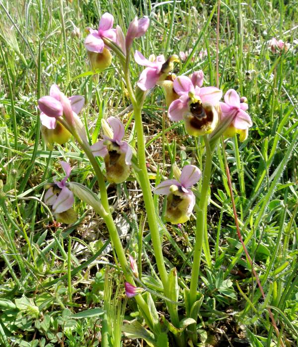 Sawfly Orchids in Italy