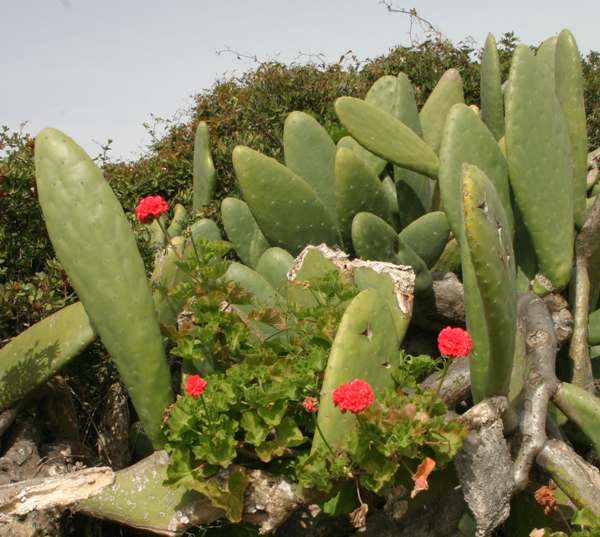 Prickly Pear with pelargoniums in a hedgerow