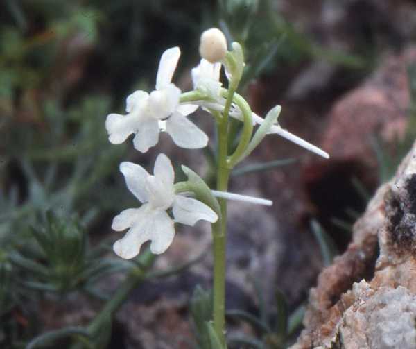 White form of Orchis anatolica