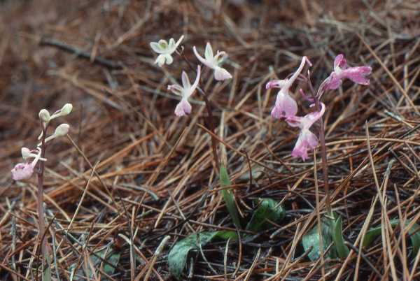group of Orchis anatolica