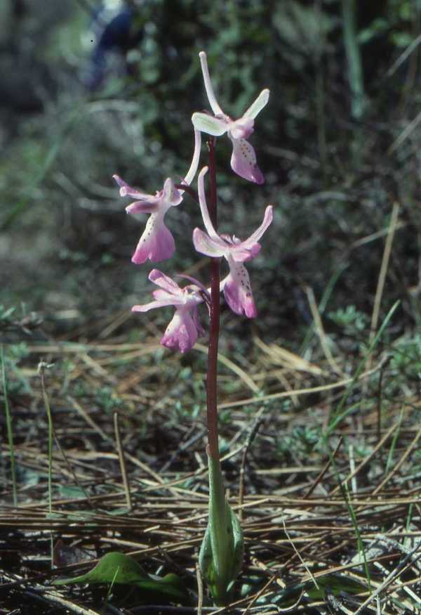 Anatolian Orchid