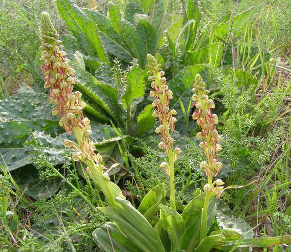 Group of Man Orchids, Orchis anthropophora