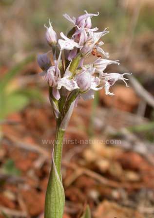 Orchis conica photographed in the Algarve