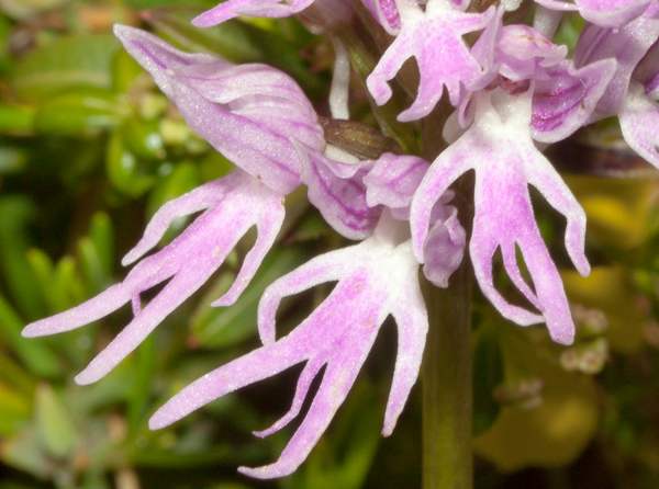 Closeup of flowers of Orchis italica - Naked Man Orchid