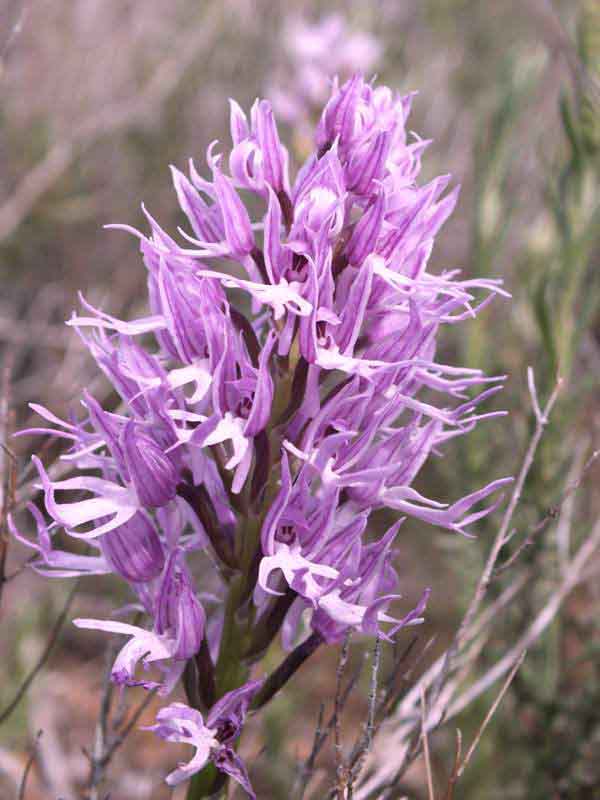 Orchis Italica l Hilarious Orchid - Our Breathing Planet