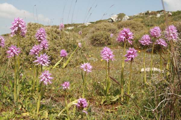 Orchis italica, Naked Man Orchid, Crete
