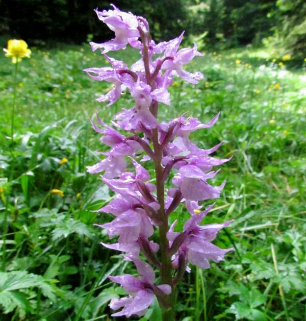 Orchis mascula var ovalis