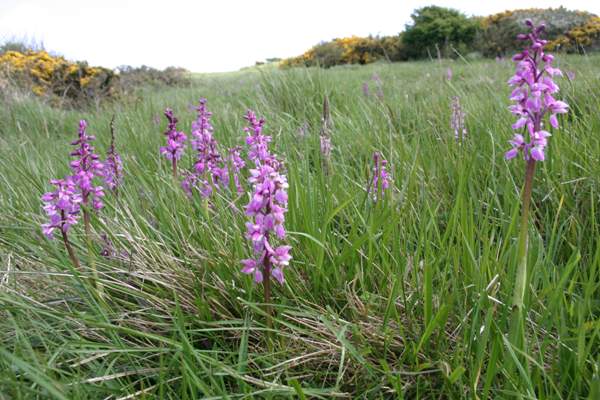 Early-purple Orchids, Orchis mascula