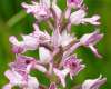 Orchis militaris, Military Orchid