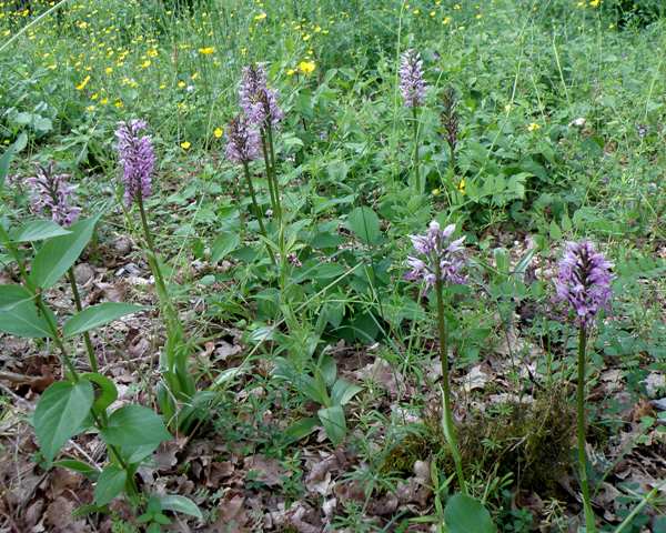 A colony of Orchis militaris - Military Orchid