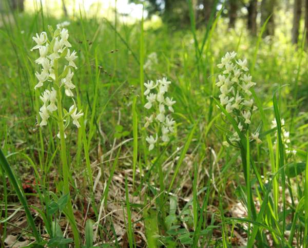 A group of Orchis Provincialis, Italy
