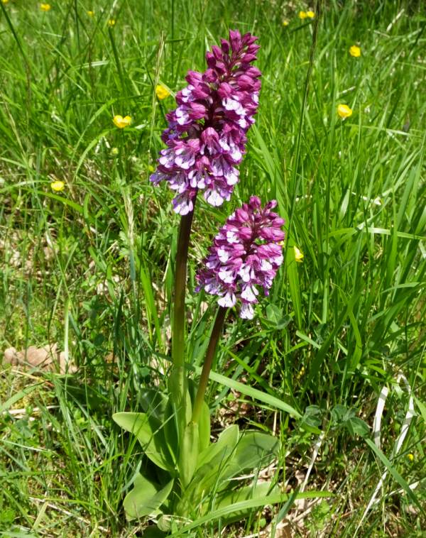 A pair of Lady Orchids, France