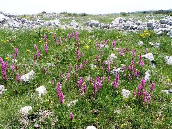 A dense patch of Orchis quadripunctata, Italy