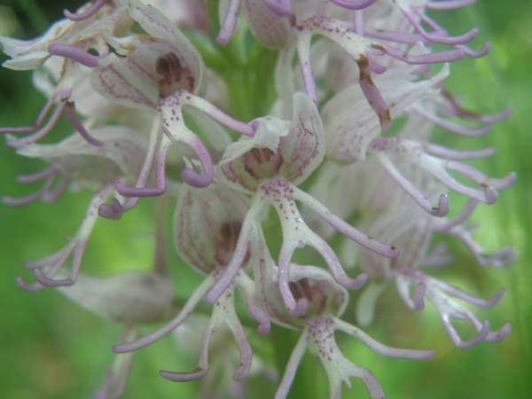 Closeup of flowers, Orchis simia - Monkey Orchid