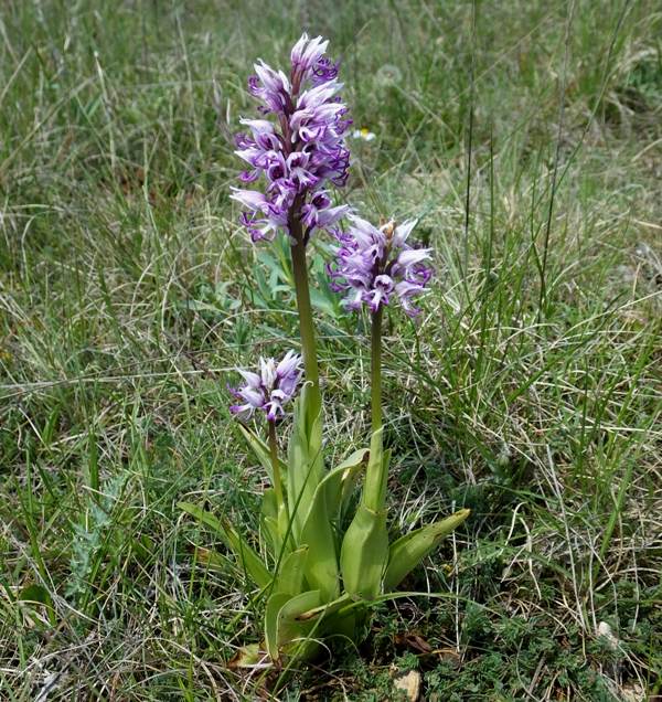 Orchis simia - Monkey Orchid