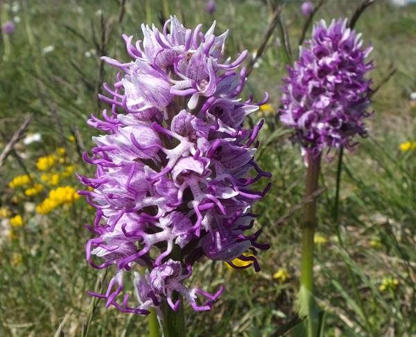 Orchis simia - Monkey Orchid, a pale specimens from the Aveyron region, France