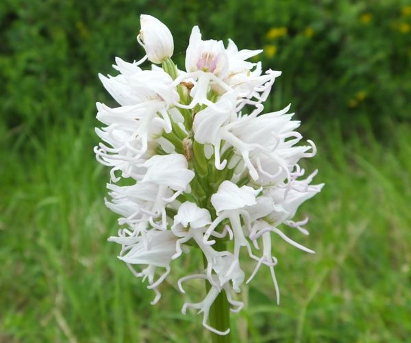 Monkey Orchid, Orchis simia, white form