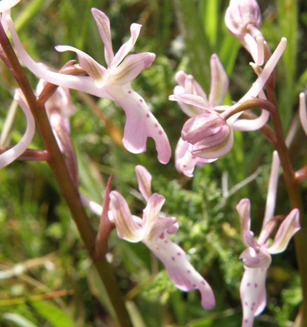Closeup of the flowers of Orchis sitiaca